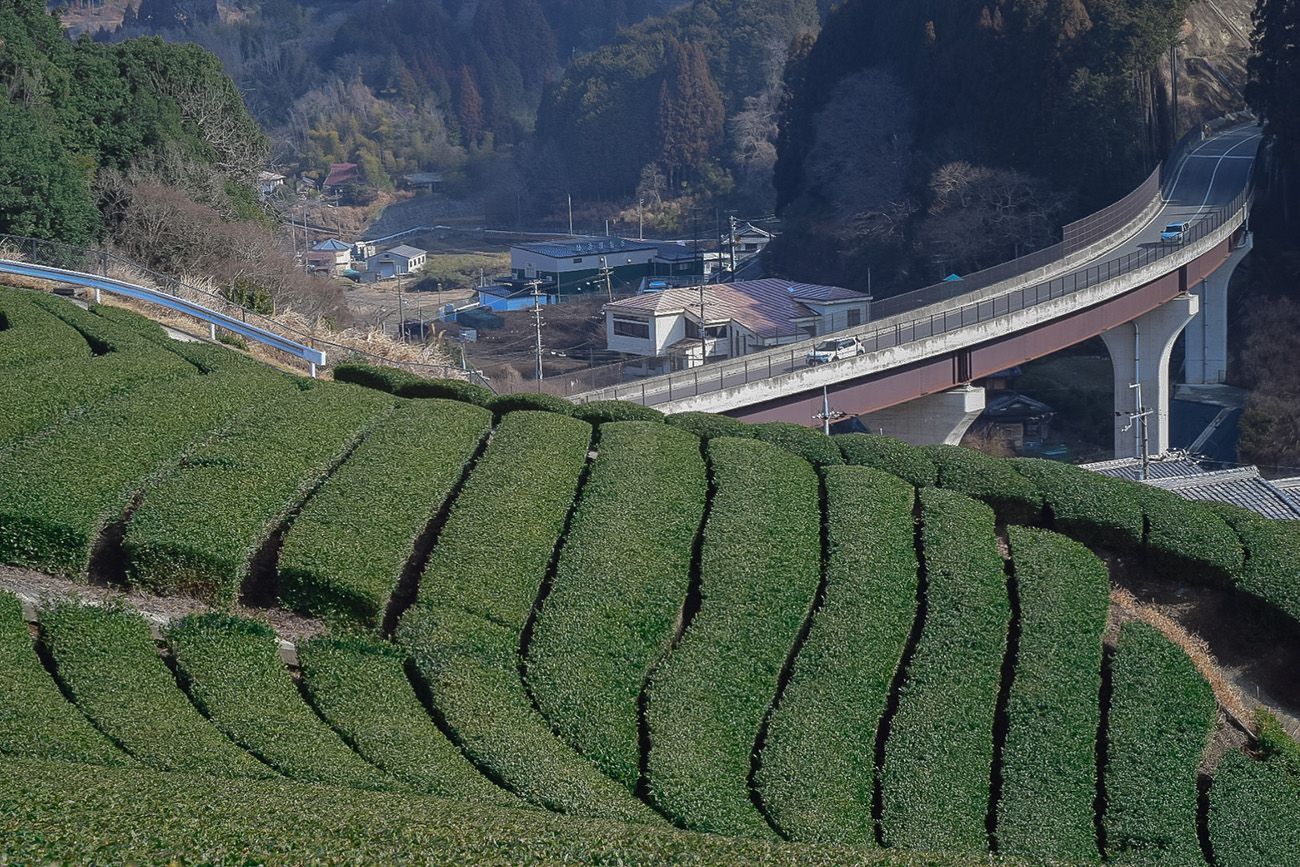 Tea plantation with a road and buildings in the background