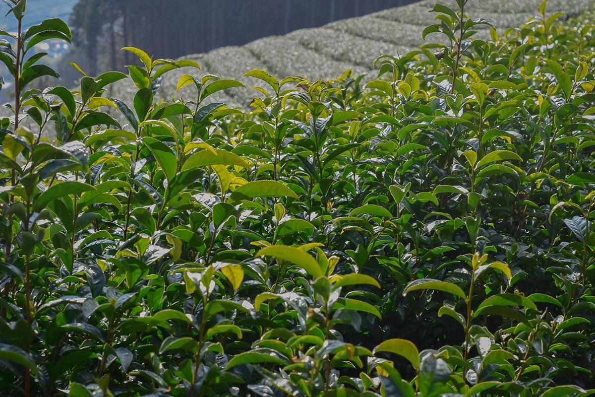 Tea plantation with green tea leaves on a cloudy day