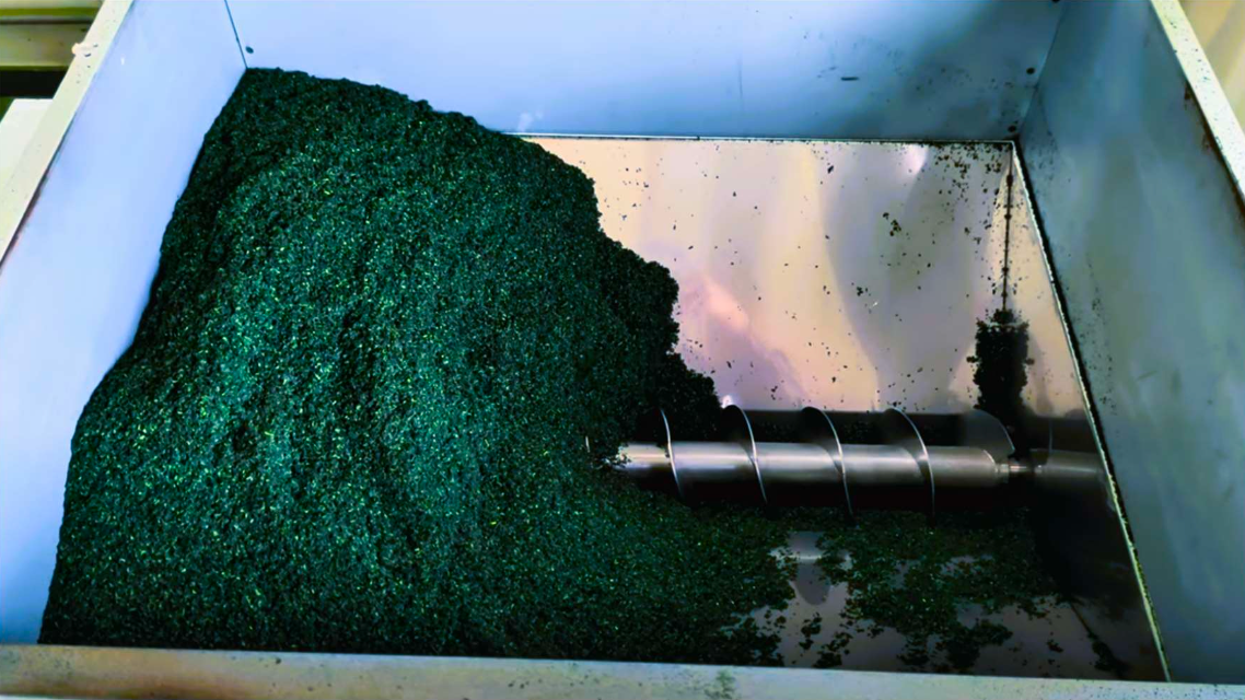Freshly processed deep-green tencha leaves inside a stainless-steel finishing machine.