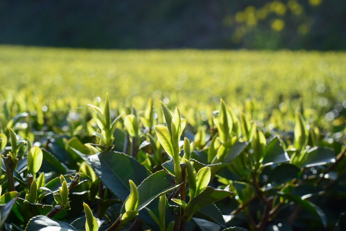 1st flush - new young tea leaves in Kagoshima, Japan