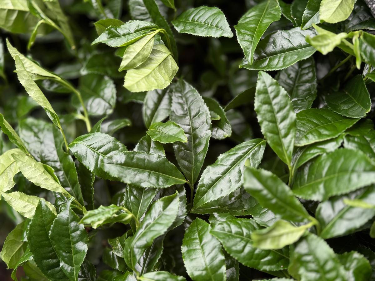 Okumidori tea leaves at Masashi-san’s tea garden (shaded)