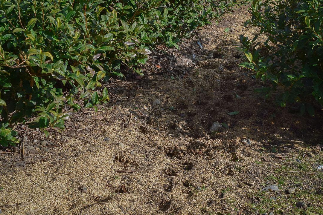 Dirt path between rows of green plants