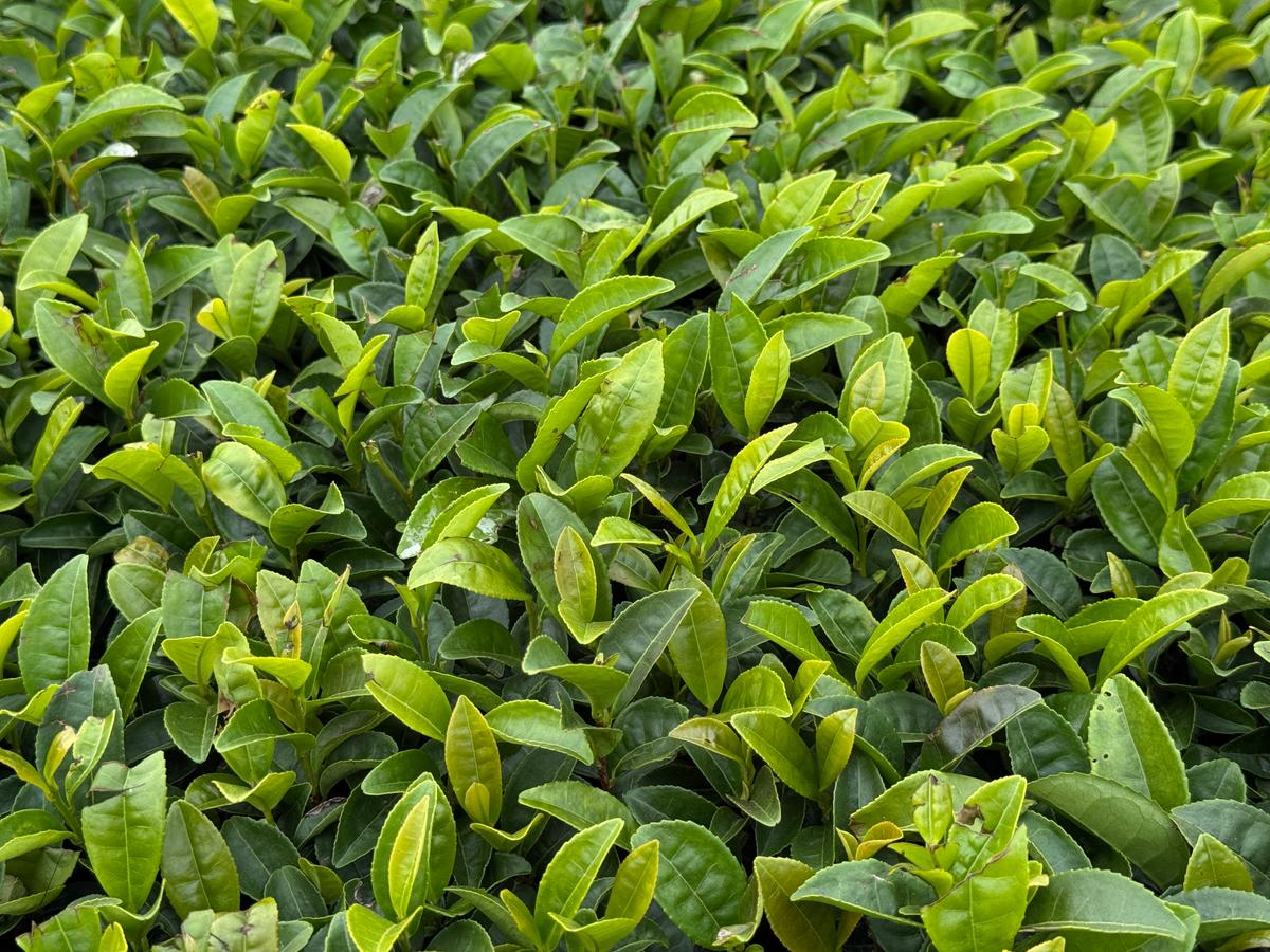 Asatsuyu, aka "natural gyokuro", has relatively smaller leaves