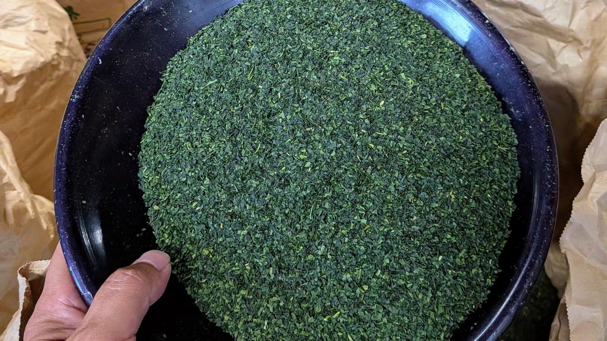 A close-up of vivid green Yame Hoshino Okumidori tencha leaves in a black tray.